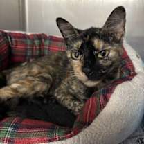 Thumbnail photo of 59960119 #2