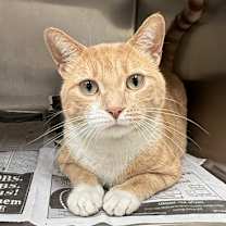 Thumbnail photo of Elf #1