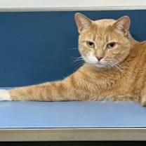 Thumbnail photo of Elf #2