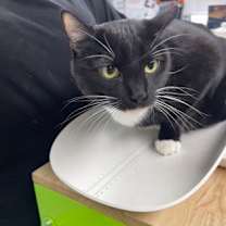 Thumbnail photo of Galindo #1