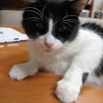 Thumbnail photo of Bobby Joe #1