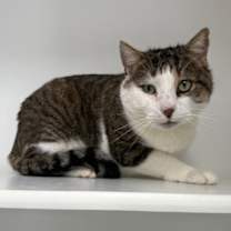 Thumbnail photo of Patch #2