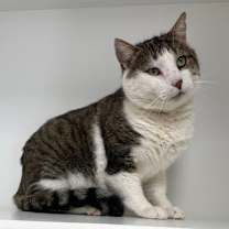 Thumbnail photo of Patch #3