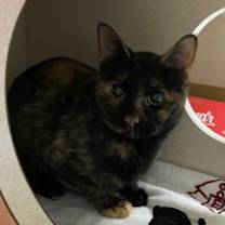 Thumbnail photo of Rudolph #2