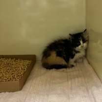 Thumbnail photo of Spunky #2