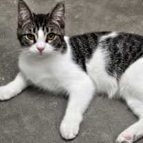 Thumbnail photo of Tinsel #1