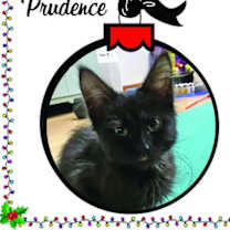Thumbnail photo of Prudence #1