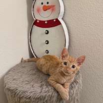 Thumbnail photo of Whip #1