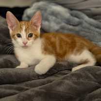 Thumbnail photo of Julius #1