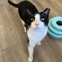 Thumbnail photo of Miko #1