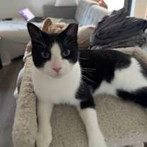 Thumbnail photo of Miko #2