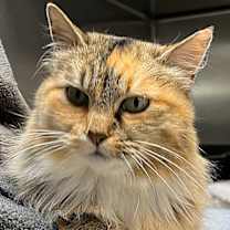 Thumbnail photo of Princess #1