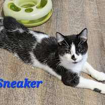 Thumbnail photo of Sneaker #3