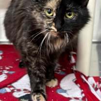 Thumbnail photo of Tori #3