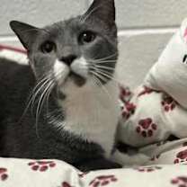 Thumbnail photo of Ned - PetSmart West Berlin #2