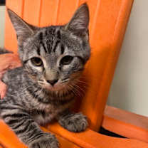 Thumbnail photo of El Hefe #1