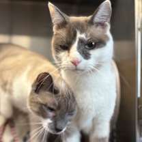 Thumbnail photo of Pheobe *Bonded with Jasper* #1