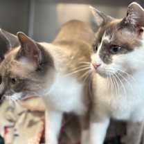 Thumbnail photo of Pheobe *Bonded with Jasper* #2