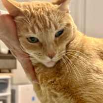 Thumbnail photo of Maple (pre adopt) #2