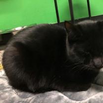 Thumbnail photo of Sasha #2