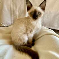 Thumbnail photo of Tuft (pre adopt) #1