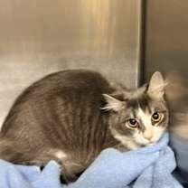 Thumbnail photo of Bitsy #2