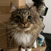 Thumbnail photo of Thunder Paw #4