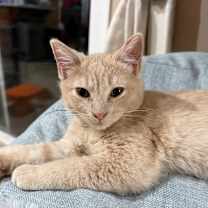 Thumbnail photo of Gingerbread ** #1