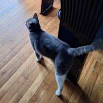 Thumbnail photo of Wilfred #4