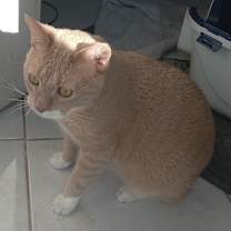 Thumbnail photo of Chuey #1