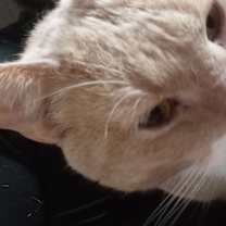 Thumbnail photo of Chuey #2