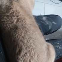 Thumbnail photo of Chuey #3