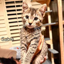 Thumbnail photo of Sable and Nala #1