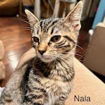 Thumbnail photo of Sable and Nala #2