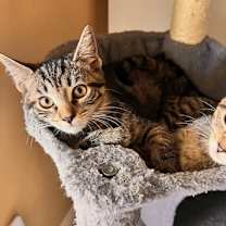 Thumbnail photo of Sable and Nala #3