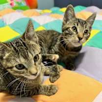 Thumbnail photo of Sable and Nala #4