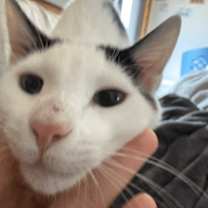 Thumbnail photo of Frankie #2