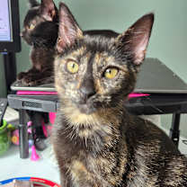 Thumbnail photo of Marion #1