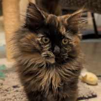 Thumbnail photo of Sable #2