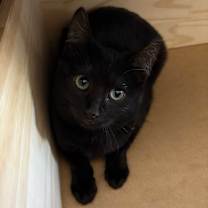 Thumbnail photo of Kiki #1