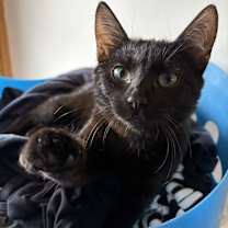 Thumbnail photo of Kiki #2