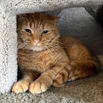 Thumbnail photo of Weasley #3