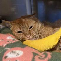 Thumbnail photo of Weasley #4