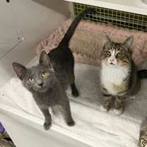 Thumbnail photo of The Ol' Razzle Dazzle #2