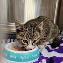 Thumbnail photo of The Ol' Razzle Dazzle #3