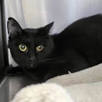 Thumbnail photo of Dew Drop 11 (Panda) #1