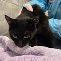 Thumbnail photo of Dew Drop 11 (Panda) #2