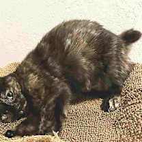 Thumbnail photo of Freddie #2