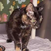 Thumbnail photo of Freddie #3