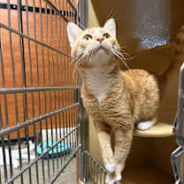 Thumbnail photo of BJ #2